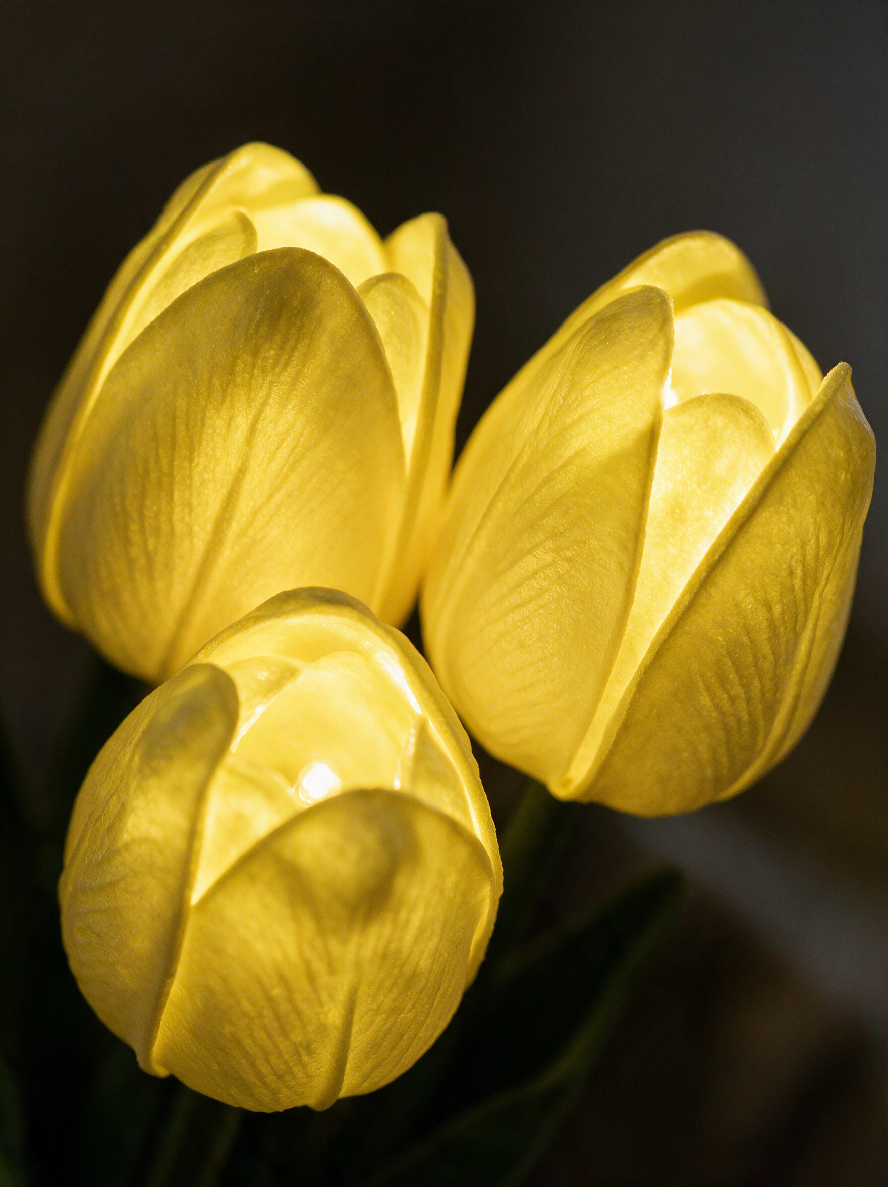 Close-up of tulip petals lit from within