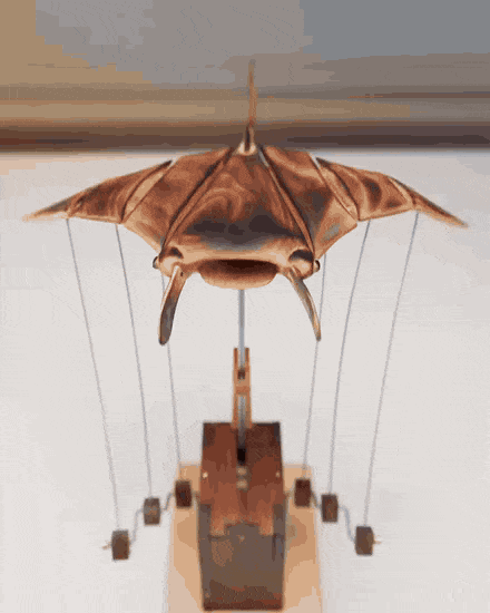 The manta ray beating its wings, shown from the front, at three-quarters, and side on