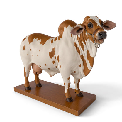 The Pour Bull, Caramel & White coat